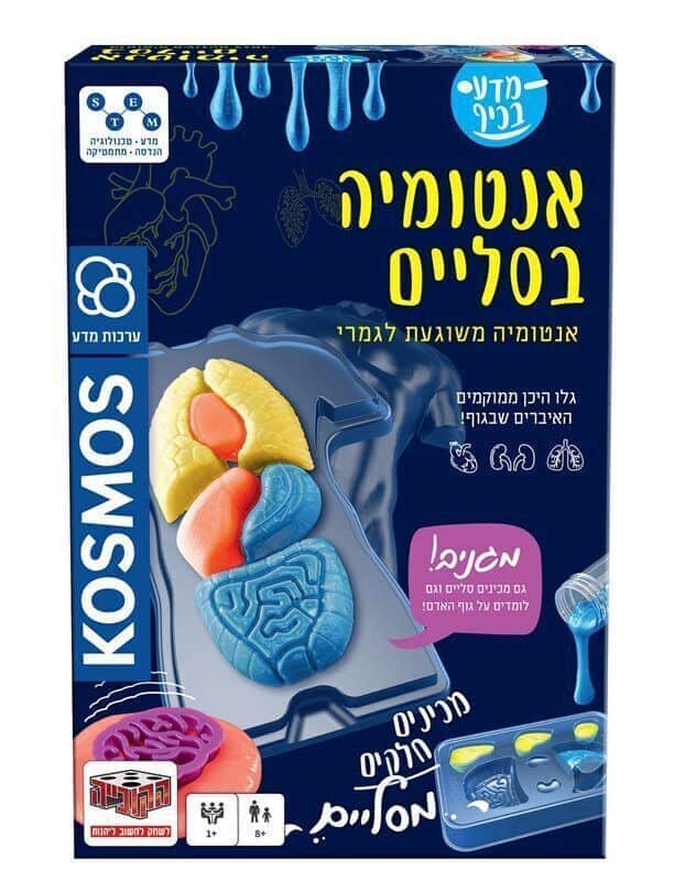 אנטומיה בסליים אנטומיה בסליים